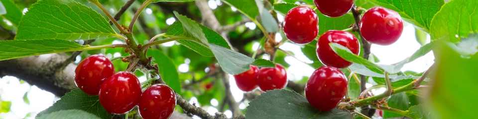 Les bienfaits de la cerise aigre pour le sport - Données scientifiques